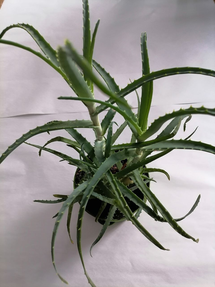 Комнатный алоэ, фото автора