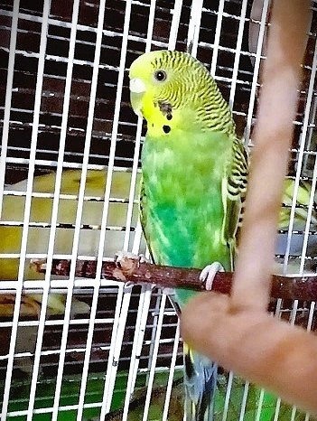 Линяет красотка. Ей полгода. Фото автора 