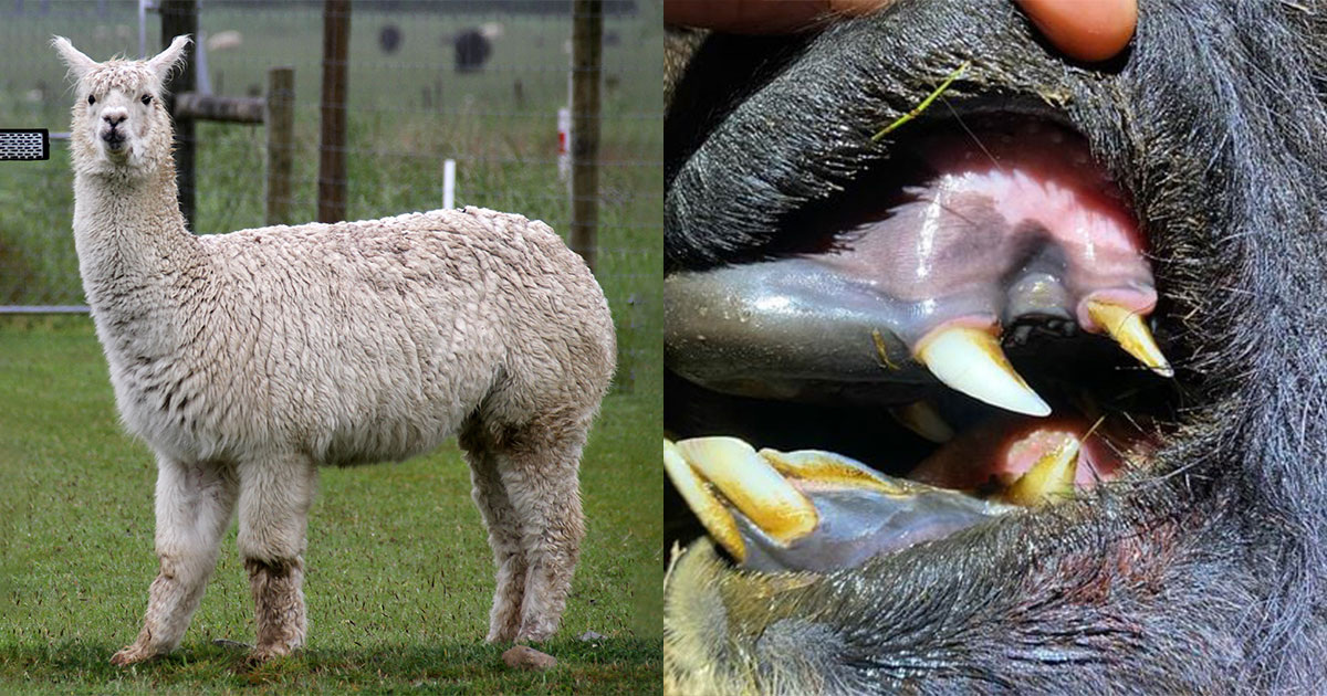 Tony Hisgett / Wikipedia