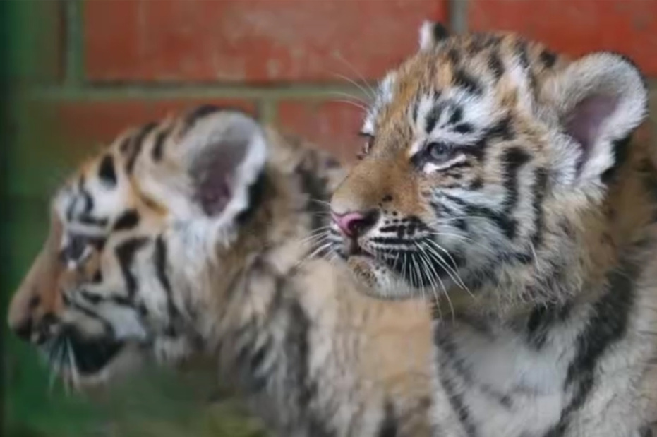    t.me/Moscowzoo_official