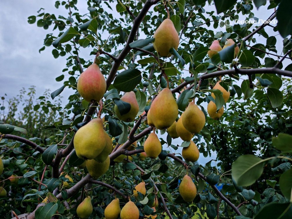     Фото: Города Лайф