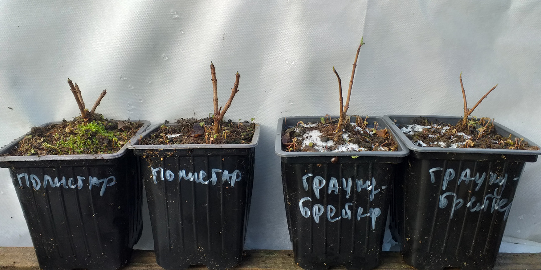 Весенняя обрезка саженцев невысоких и карликовых гортензий