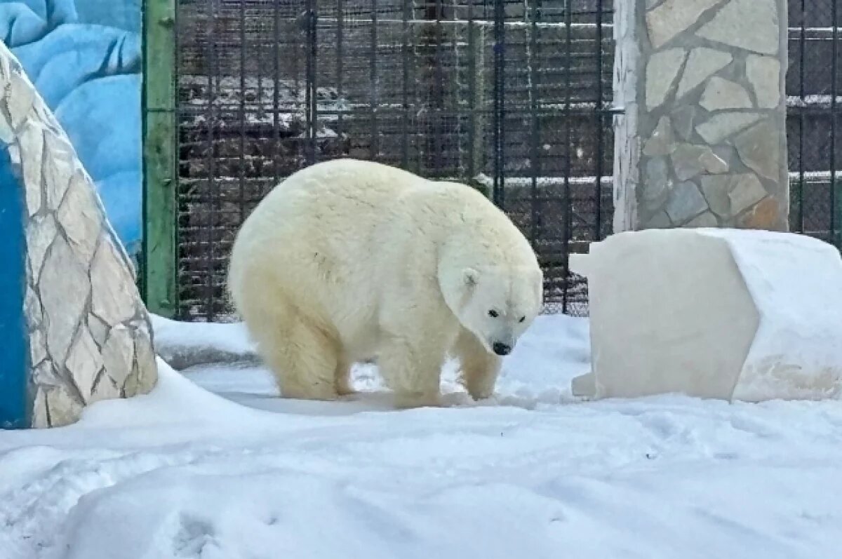    В зоопарке под Омском рассказали, как белая медведица спасается от мороза