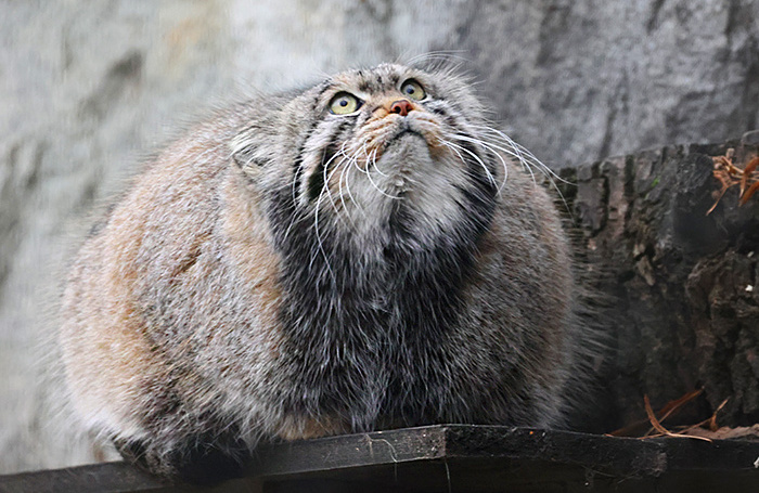    Манул Тимофей.Владимир Гердо/ТАСС