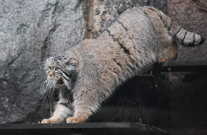    Маннул Тимофей. Фото: Владимир Гердо/ТАСС