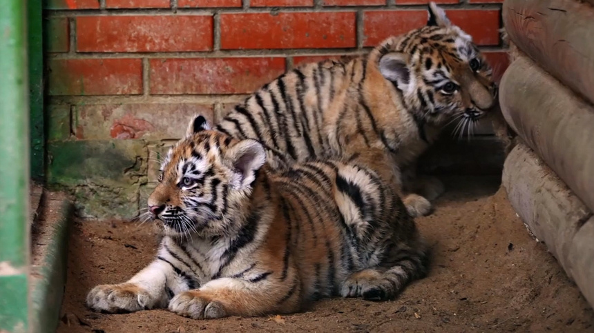    Фото: Telegram/Московский зоопарк/Moscowzoo_official