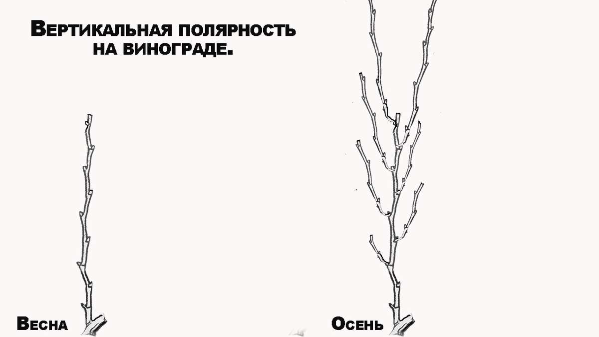 Пример вертикальной полярности на винограде.