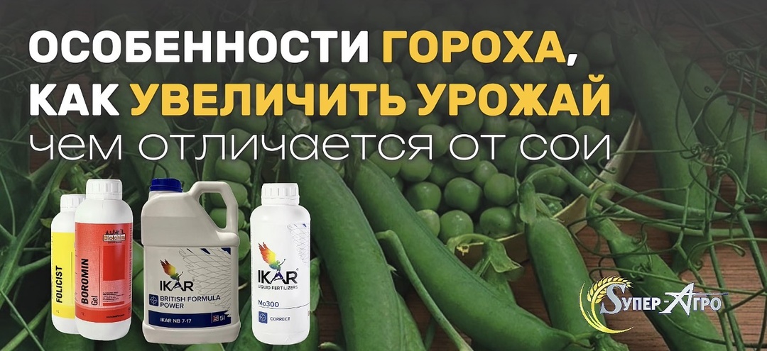 Особенности гороха, как увеличить урожай 🫛, чем отличается от сои
