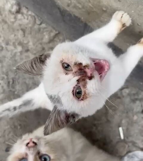 Очень нужна финансовая помощь на лечение маленького Киндера