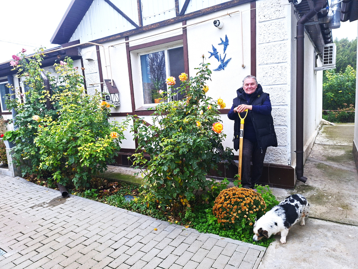 Примерка хризантемы на новом месте.