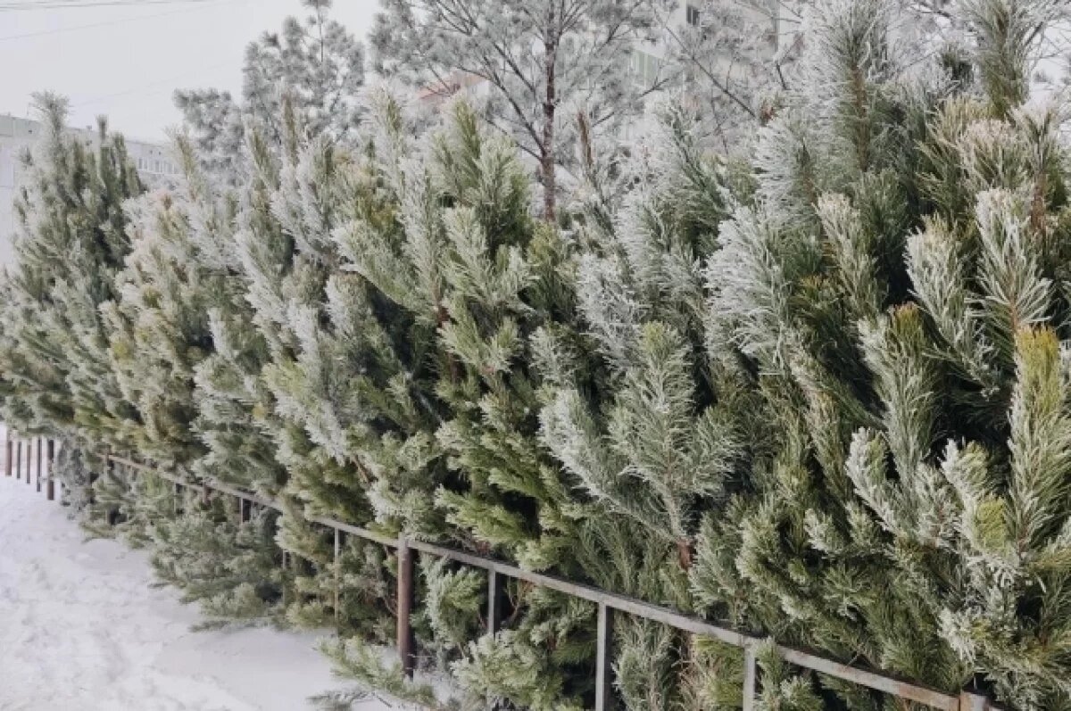    В Саратовской области отказались от вырубки ёлок к Новому году на продажу