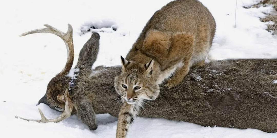 Кого сторонятся волки: кошка, способная охотиться на волчат
