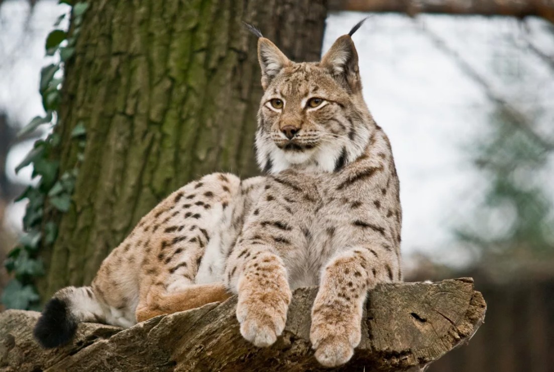 Рысь обыкновенная, или евразийская - дикая лесная кошка