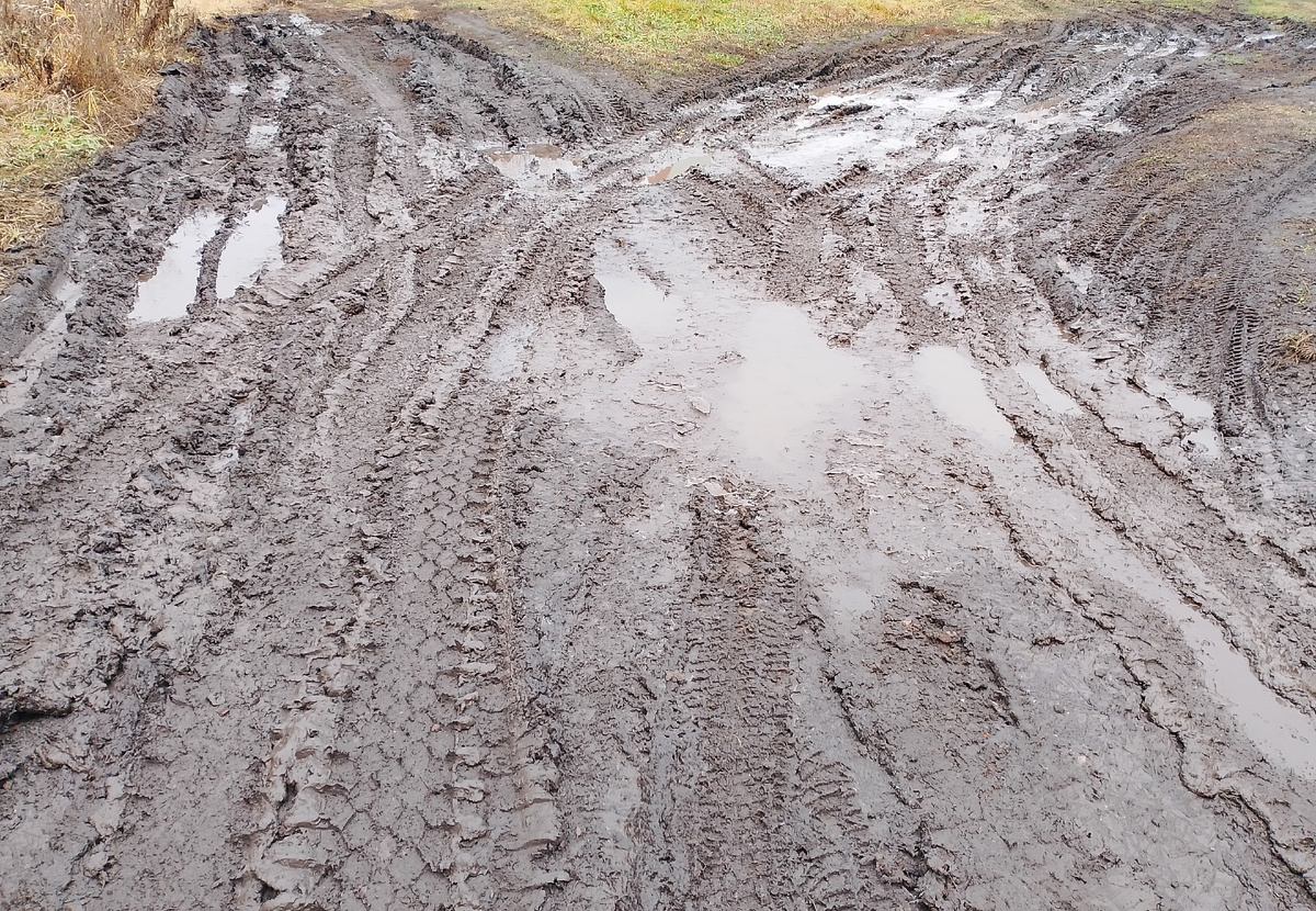 Реальная сельская пастораль. И это ещё немного морозом вода подобралась🤣 Фото автора