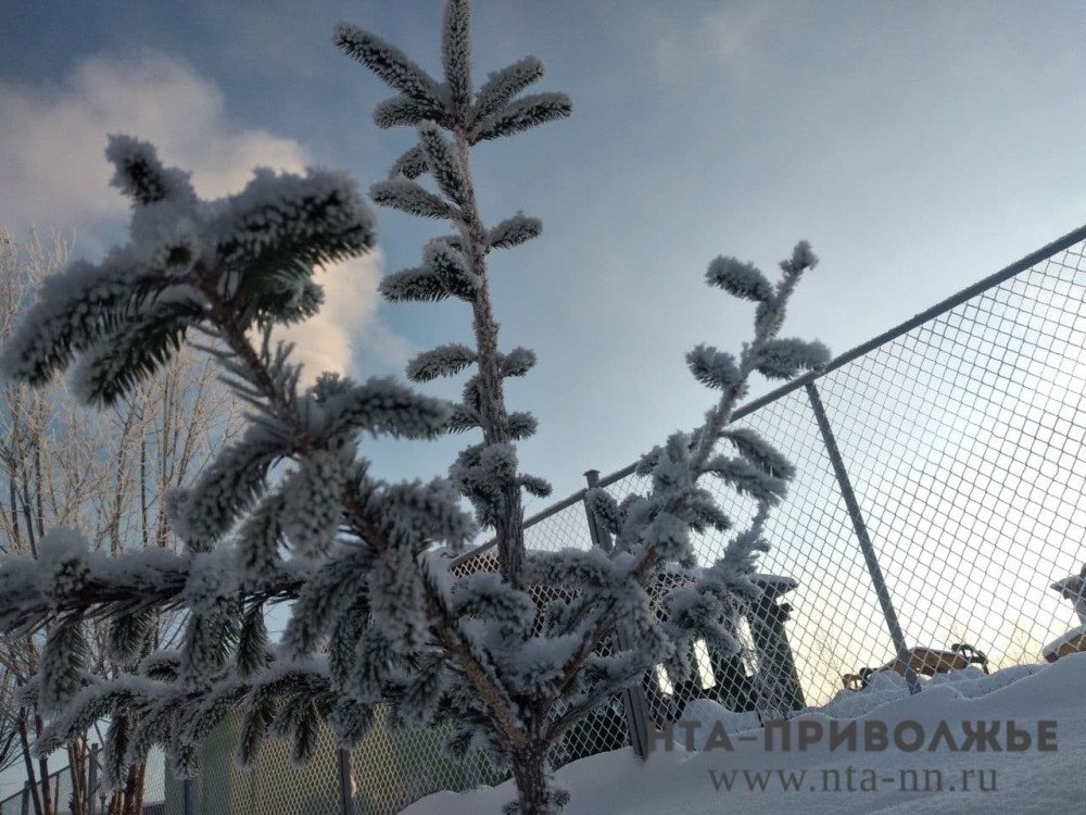    Вырубки елок к новому году не будет в саратовских лесхозах