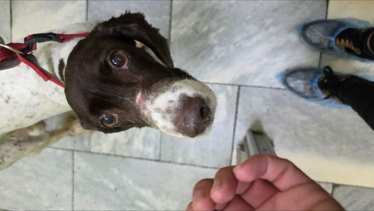 Вот такая лысая она была, когда ее вывезли в соседний город и выбросили.