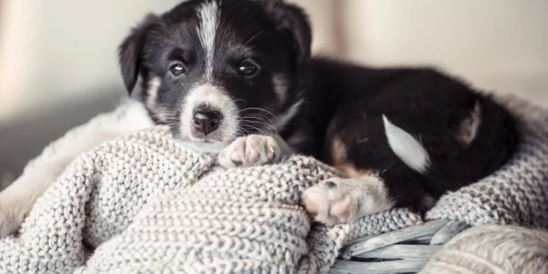 В Балахнинском округе ищут человека, выбросившего в лес 10 щенков