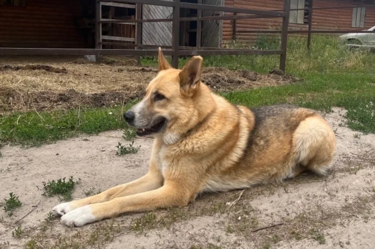    В Рязани отловили 524 собаки, 68 особо агрессивных не выпустили на свободу