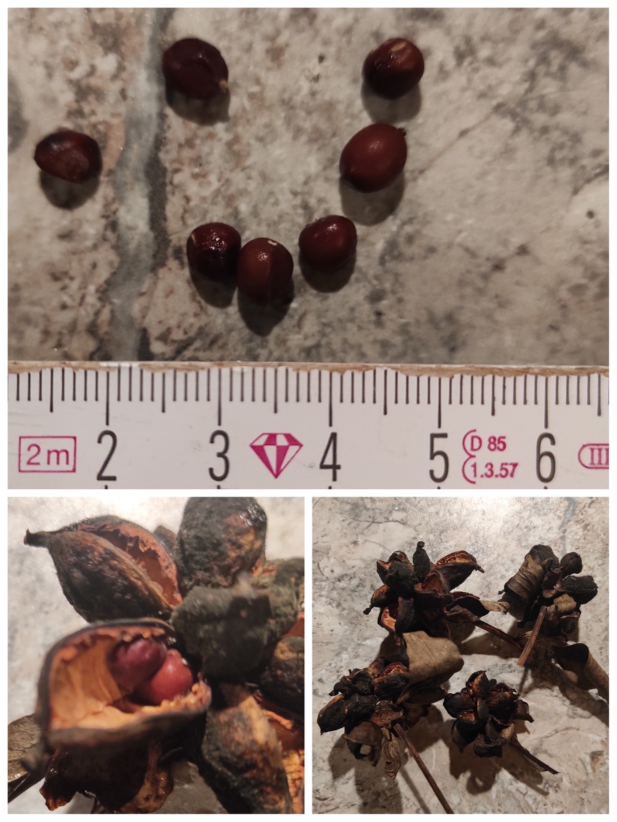    Семена в коробочке