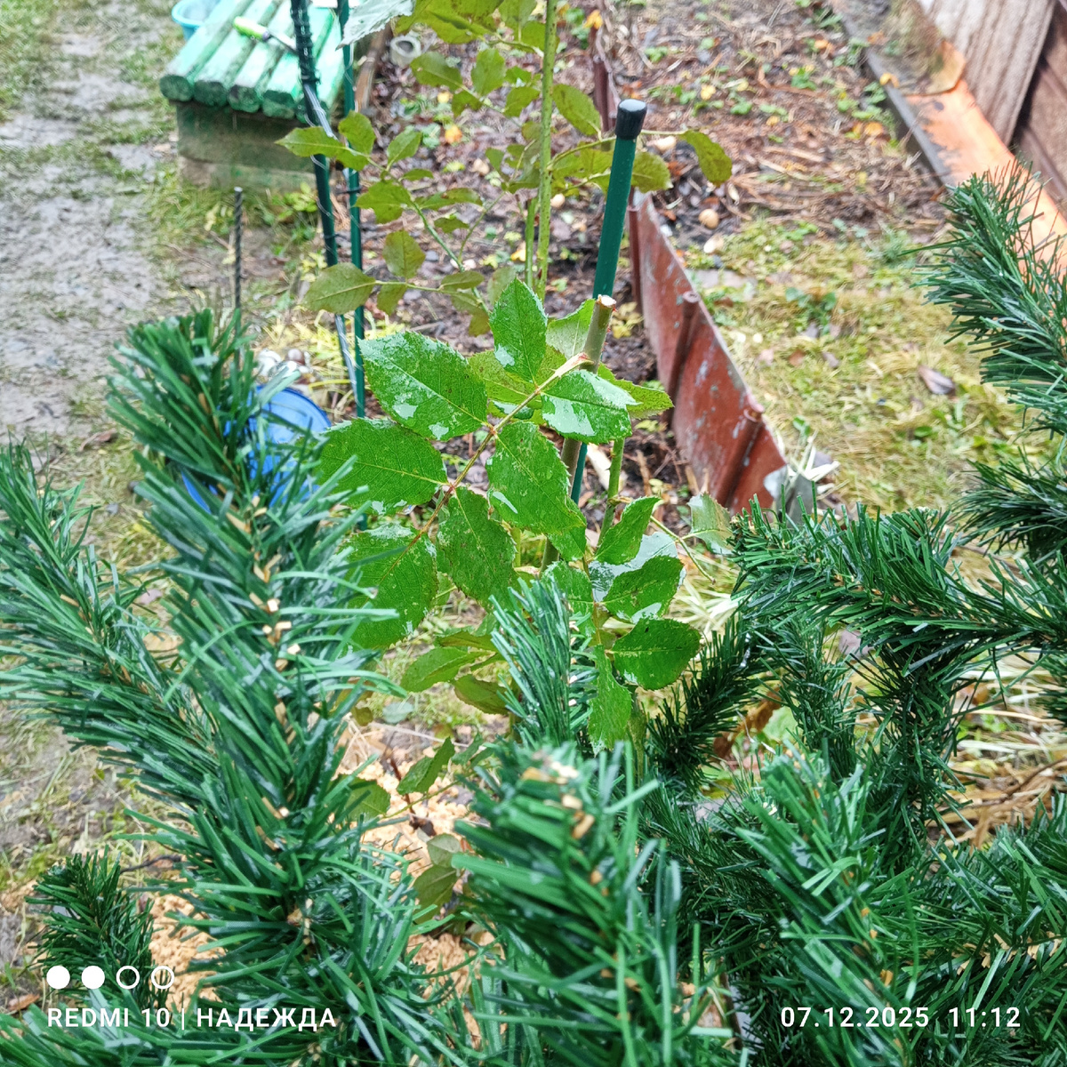 Роза вон ещё с листьями не простилась