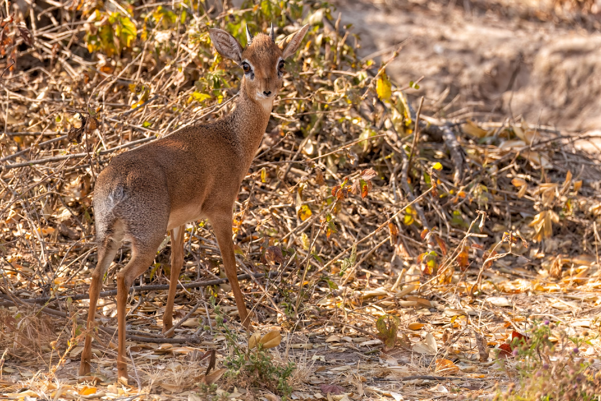 ��������-���������, ��������� � ������ �������� �������. ����� (��������), 2024. ����� ����: ������� �������. 