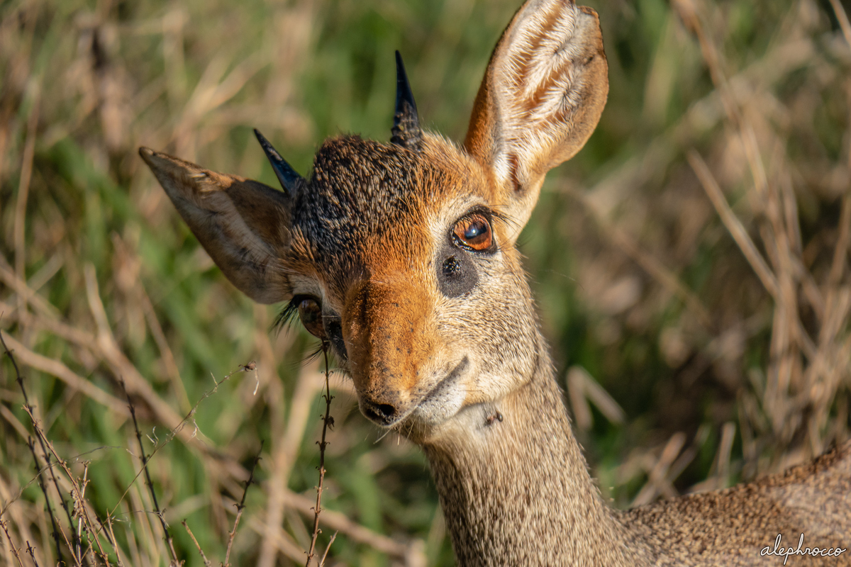 ������ ����. ���� �������. 