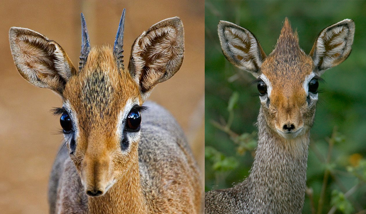 � ���� ��������� ������ ����� ������� �� ��������! 