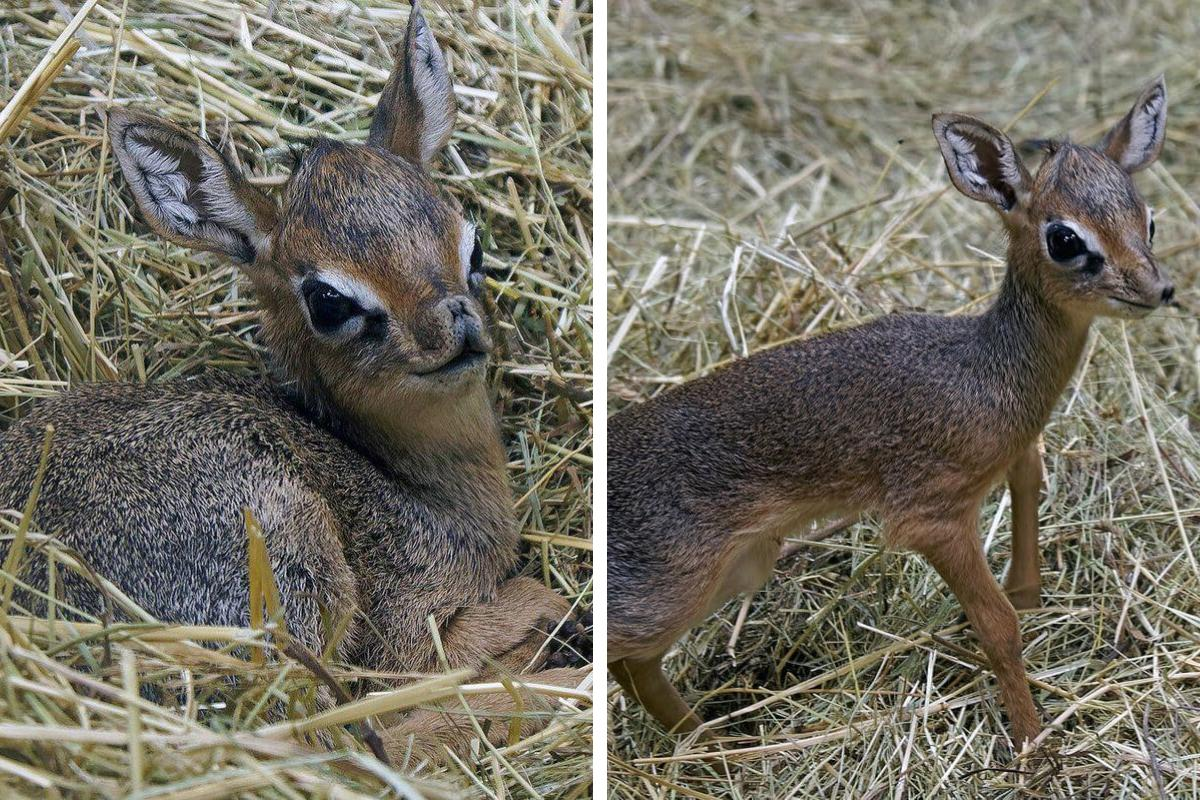 ������ ������ ����� �����, ������� � ������. ���� ������ ��� ������ � ���������, ����������� � ����� �� ���� �����.