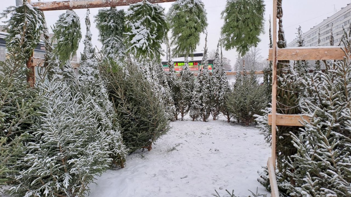    Елочный базар у ТРК «Родео Драйв». Архивное фото: Мойка78