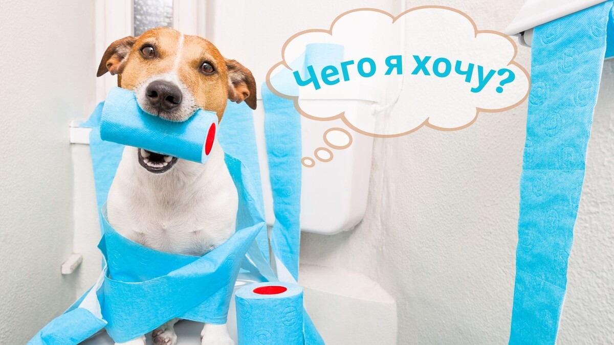 Почему ваша собака лезет в туалет за вами