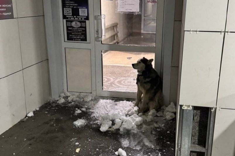     Та самая собака. Фото: телеграм-канал (18+) "Инцидент Омск"