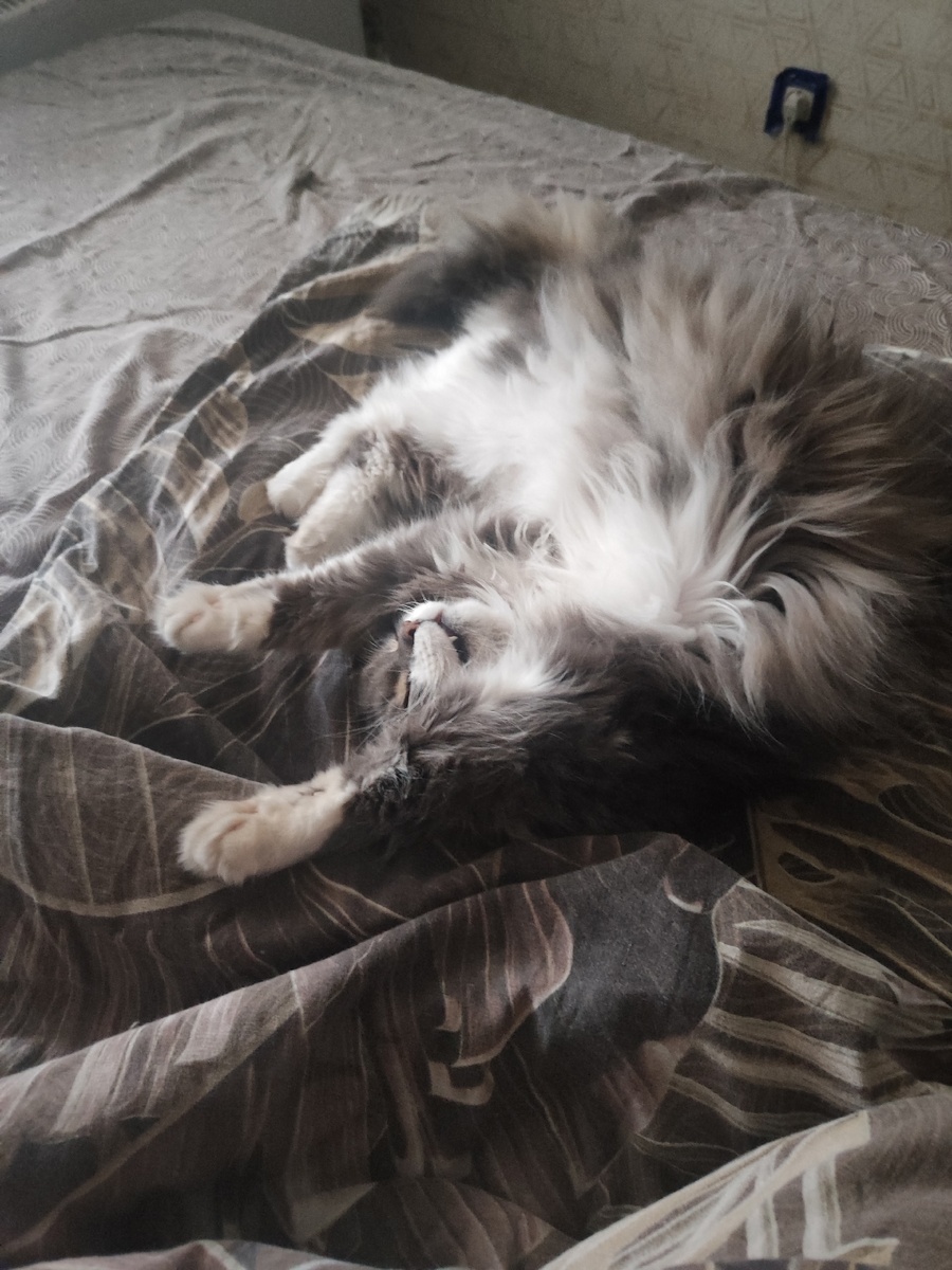 Котик влился в семью, что его люди уже и не представляют, как они вообще жили без него раньше.