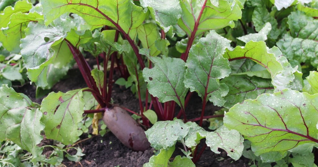 Свекла-невеличка: о чём молчит ваша грядка?