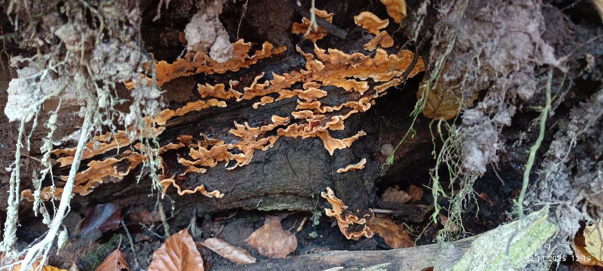 Евгений Марков. Грибные "подземелья"