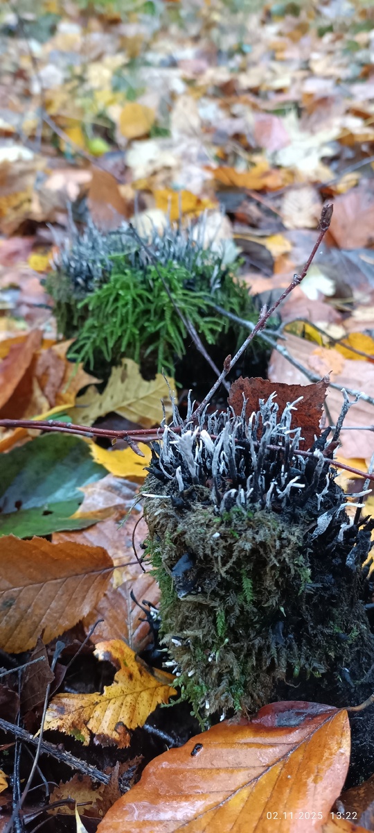 Марков Евгений. Грибные "джунгли"