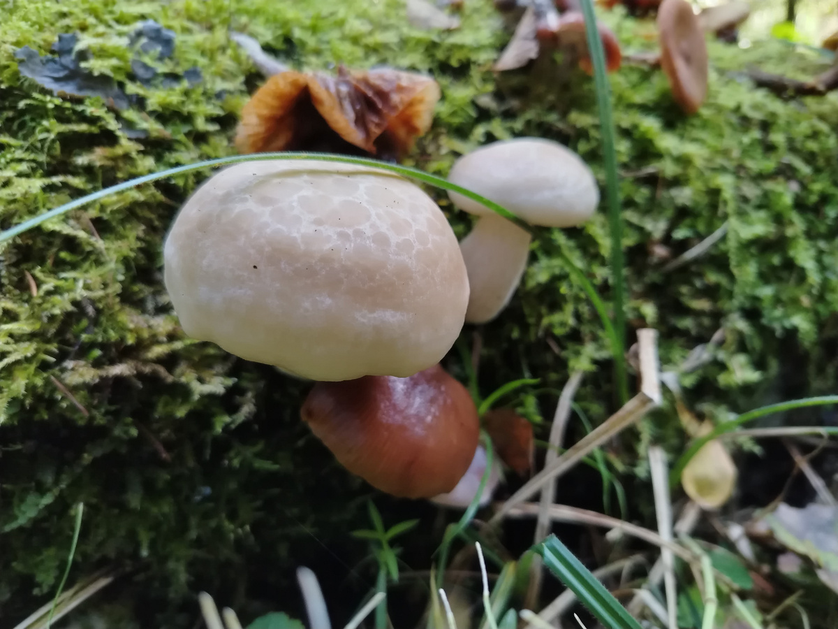 Елена Евгеньевна. Рядовка ильмовая