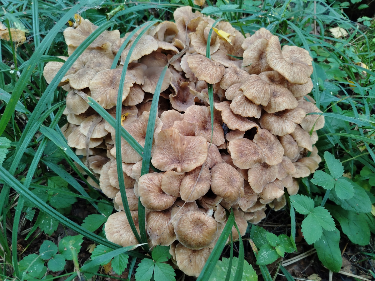 Елена Евгеньевна. Гриб - баран