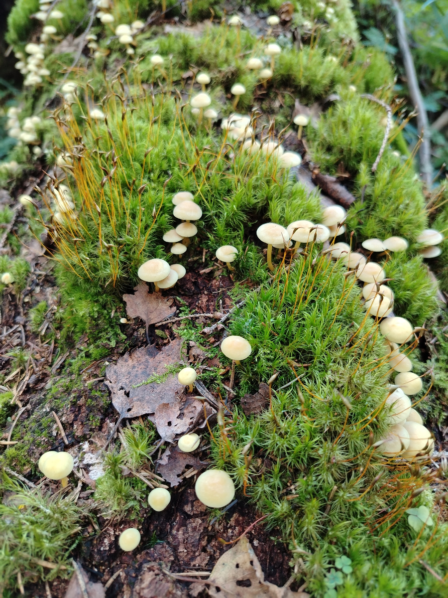 Елена Евгеньевна. Грибная мелочь