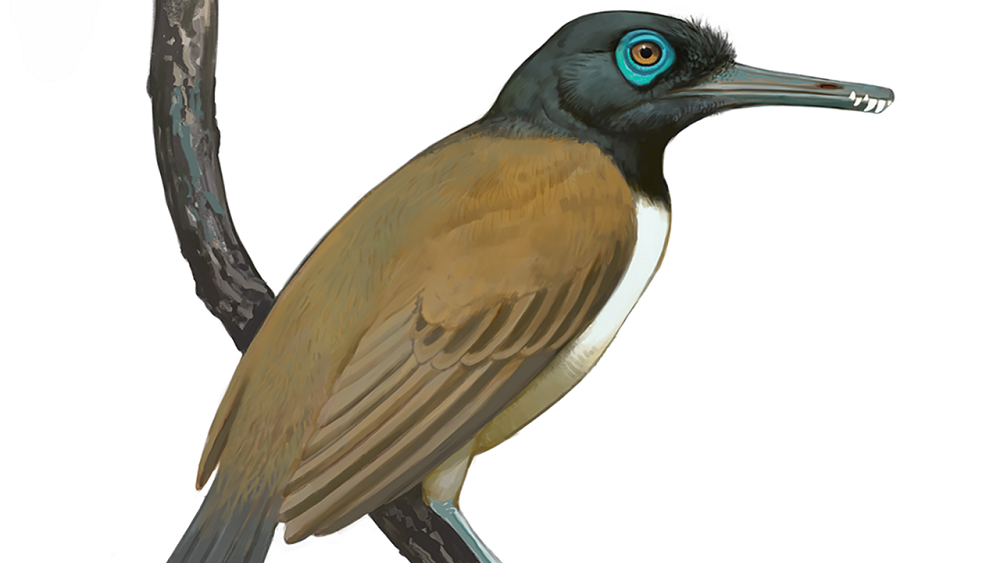     Фото: By Alexander D. Clark, Han Hu, Roger BJ Benson & Jingmai K. O’Connor - https://peerj.com/articles/15139/, CC BY 4.0, commons.wikimedia.org реконструкция лонгиптерикса