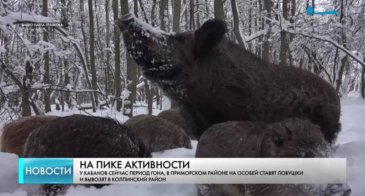    Фото: скриншот видео телеканала «Санкт-Петербург»