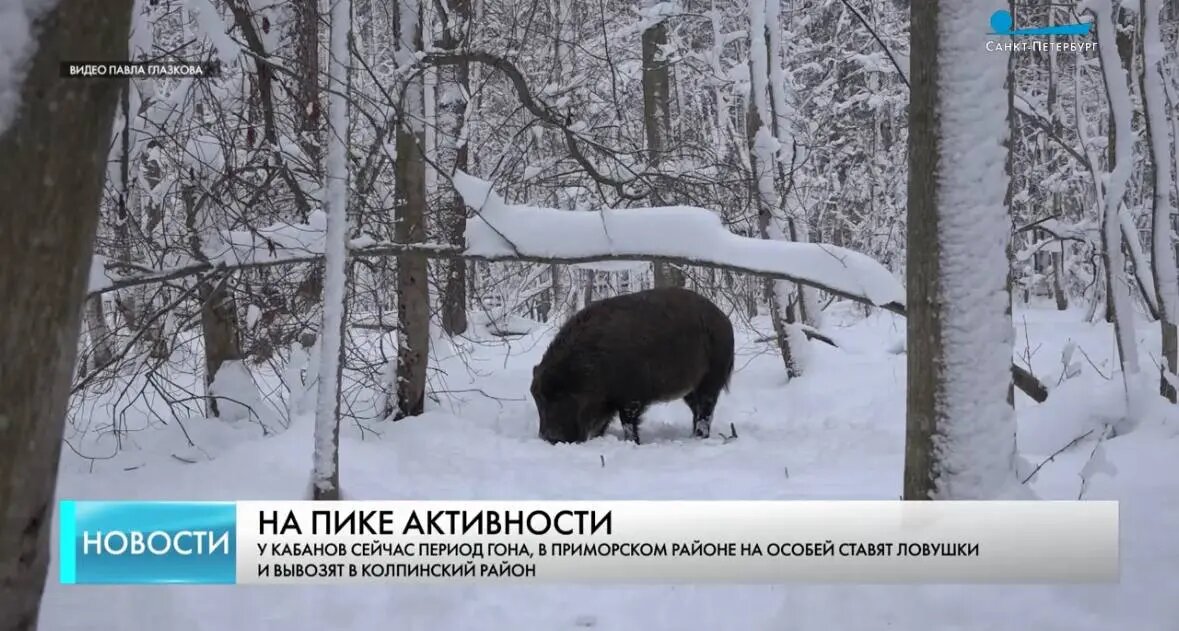    Фото: скриншот видео телеканала «Санкт-Петербург»