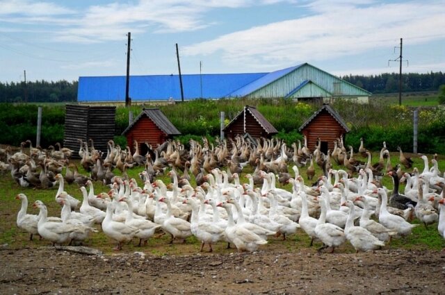    Фото: ФГБНУ «Верхневолжский ФАНЦ»