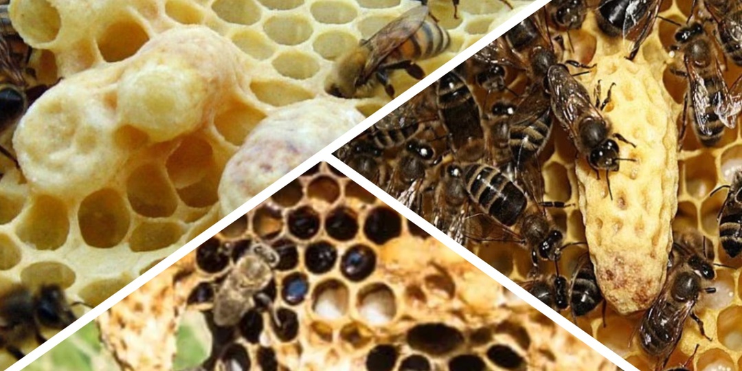 "Тайная пчелиная фабрика - это место, где рождается сила или слабость?" Почему разные маточники дают разное качество маток?