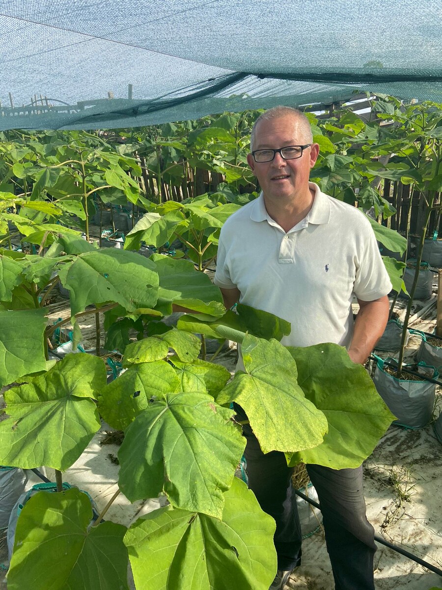 Плантации Павловнии в Крыму