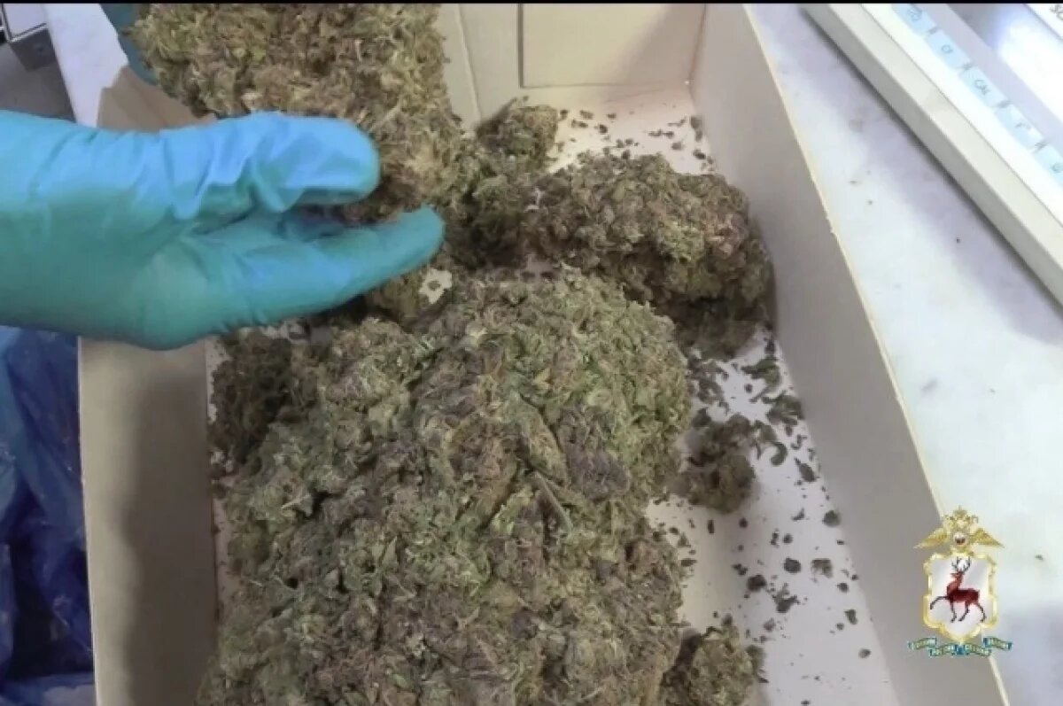    Нижегородская полиция нашла 7 килограммов наркотических растений