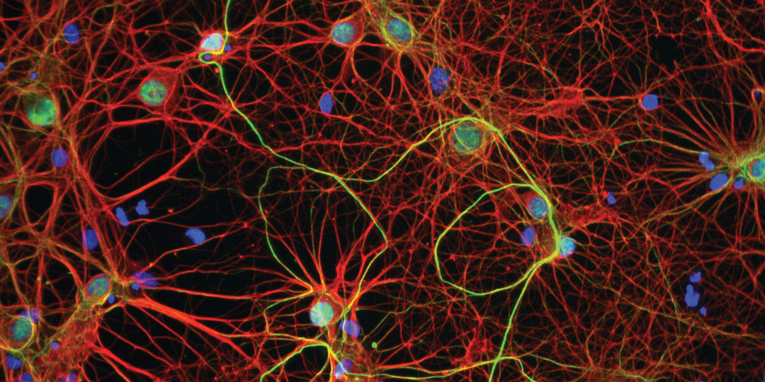 От синапса к симпозиуму: как культура общения рождает открытия.