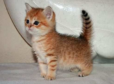 Иллюстрация из Интернета.ч