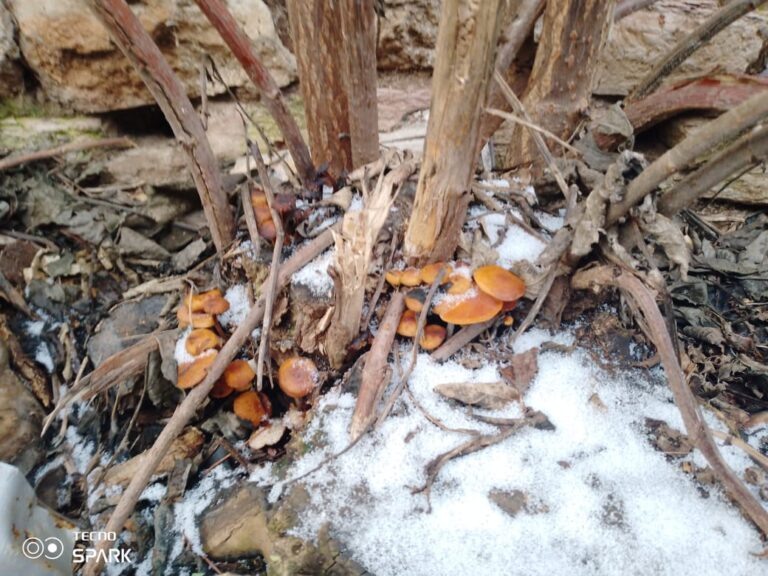    Оренбуржцы в декабре продолжают собирать грибы «О»