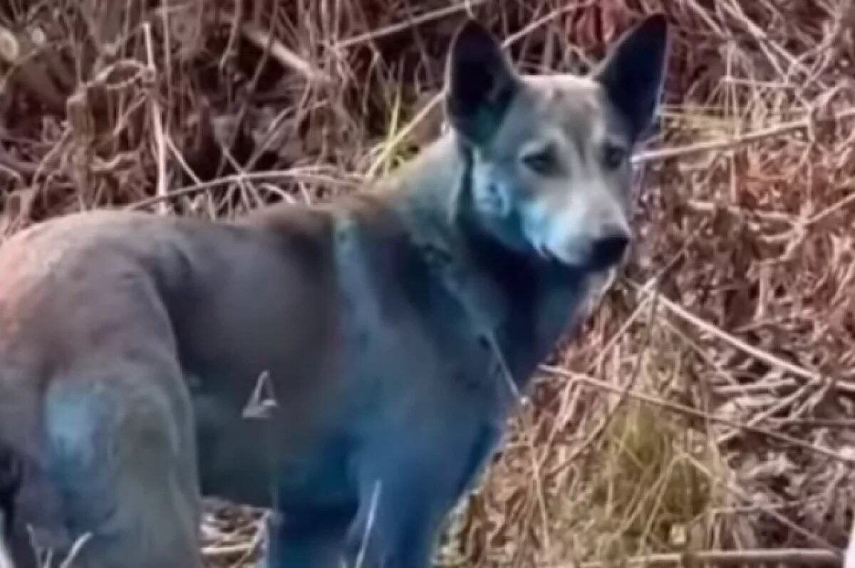    Собаки в окрестностях Чернобыля посинели из-за красителя из биотуалетов