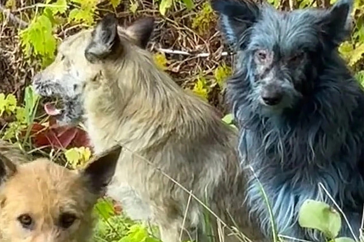    Синий окрас шерсти у трех собак из зоны отчуждения получил неожиданное объяснение. / dailymail.co.uk